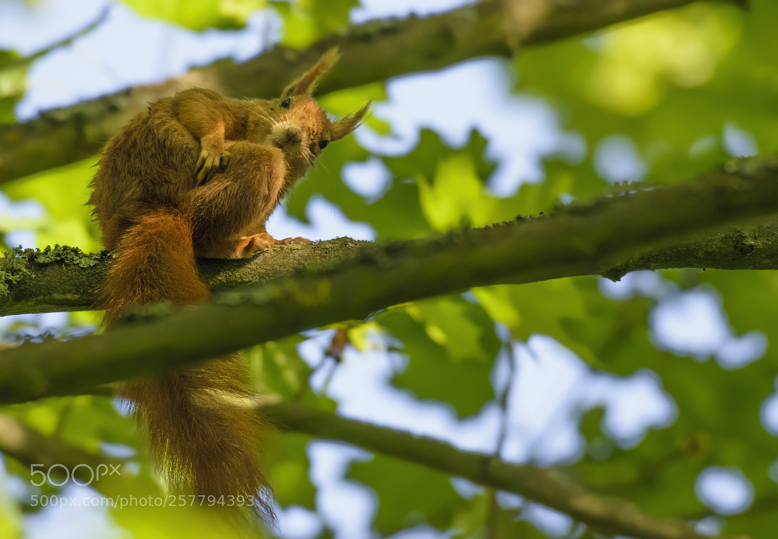 Nikon D3300 sample photo. Red squirrel photography