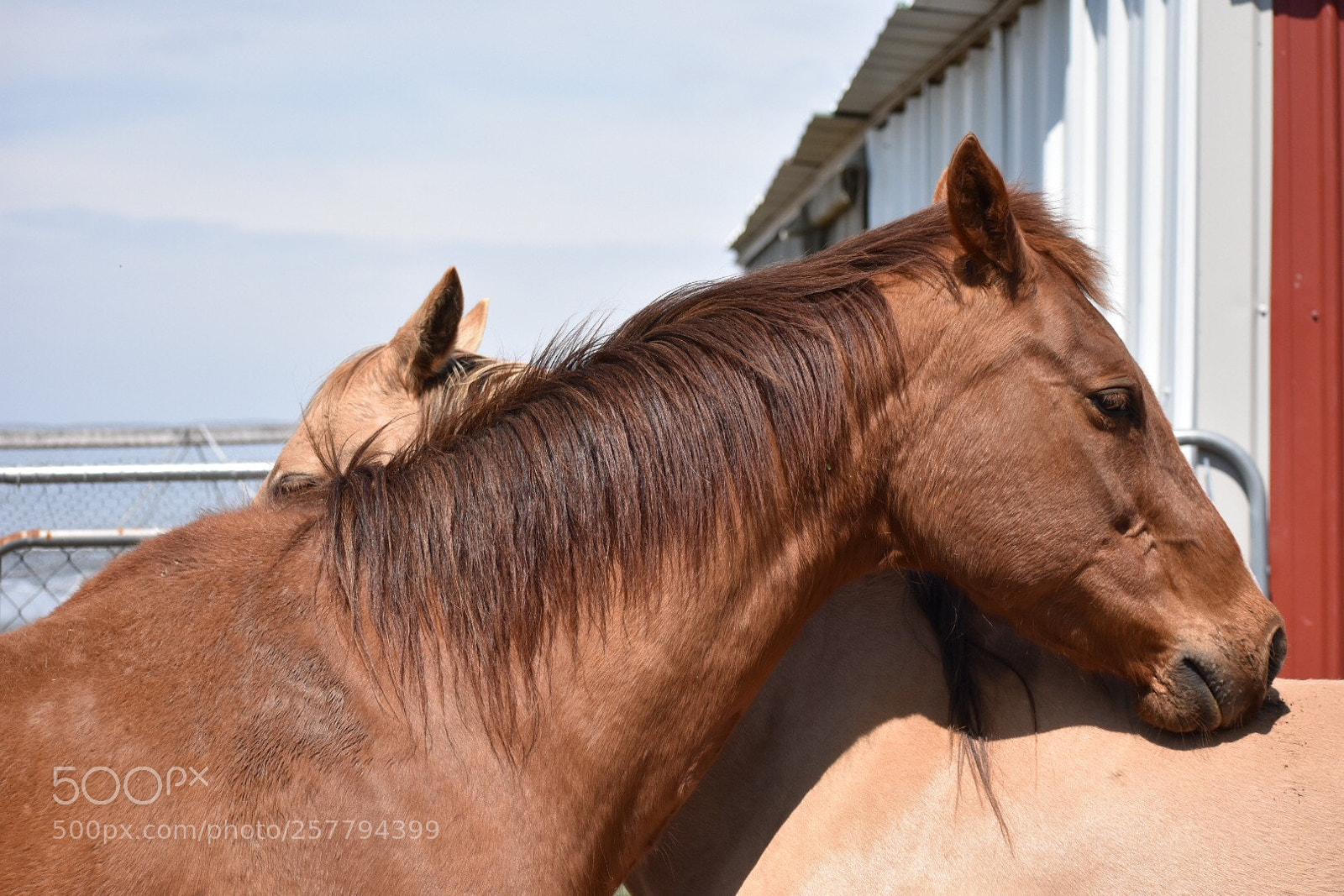 Nikon D3400 sample photo. Horse love photography