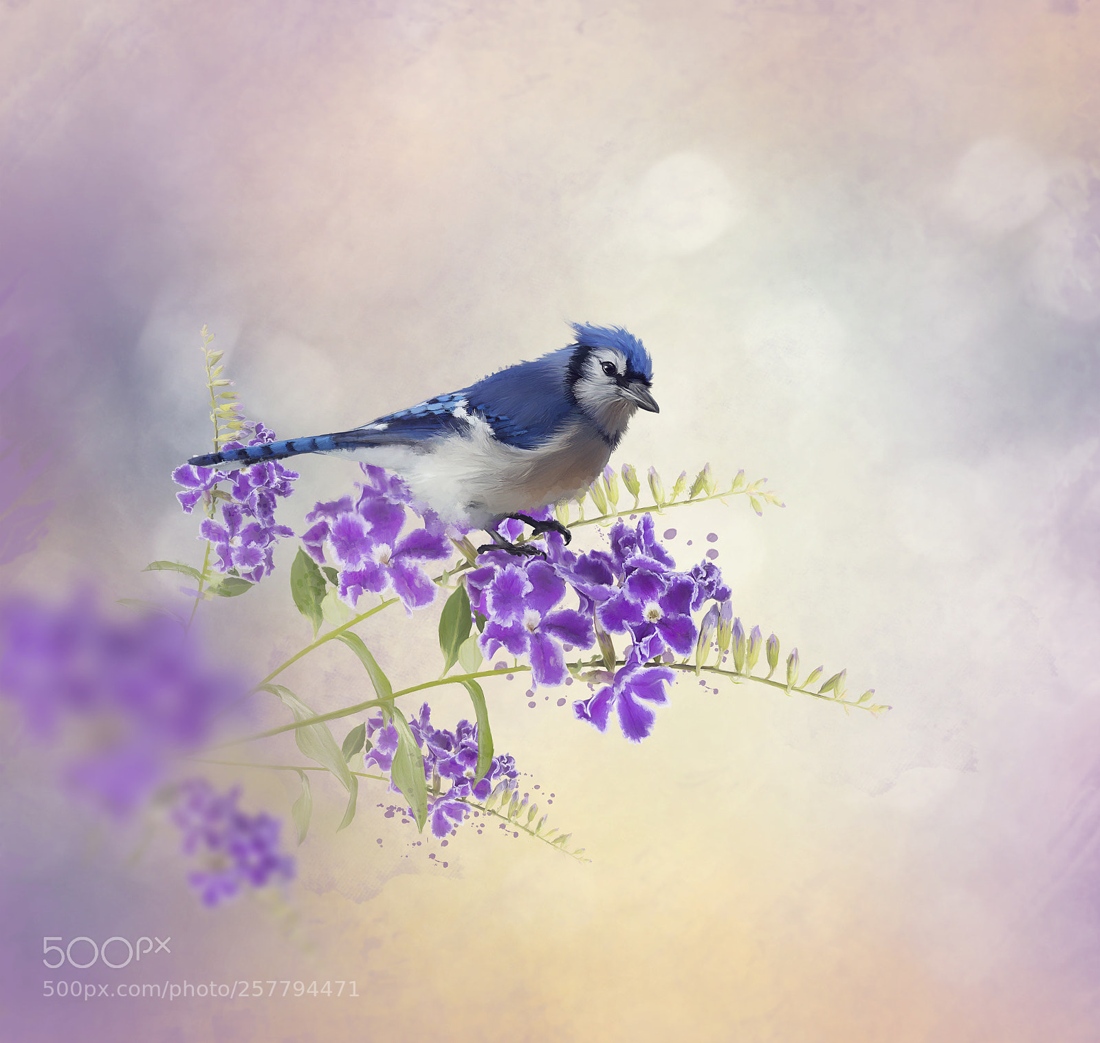 Nikon D800 sample photo. Blue jay perching on photography