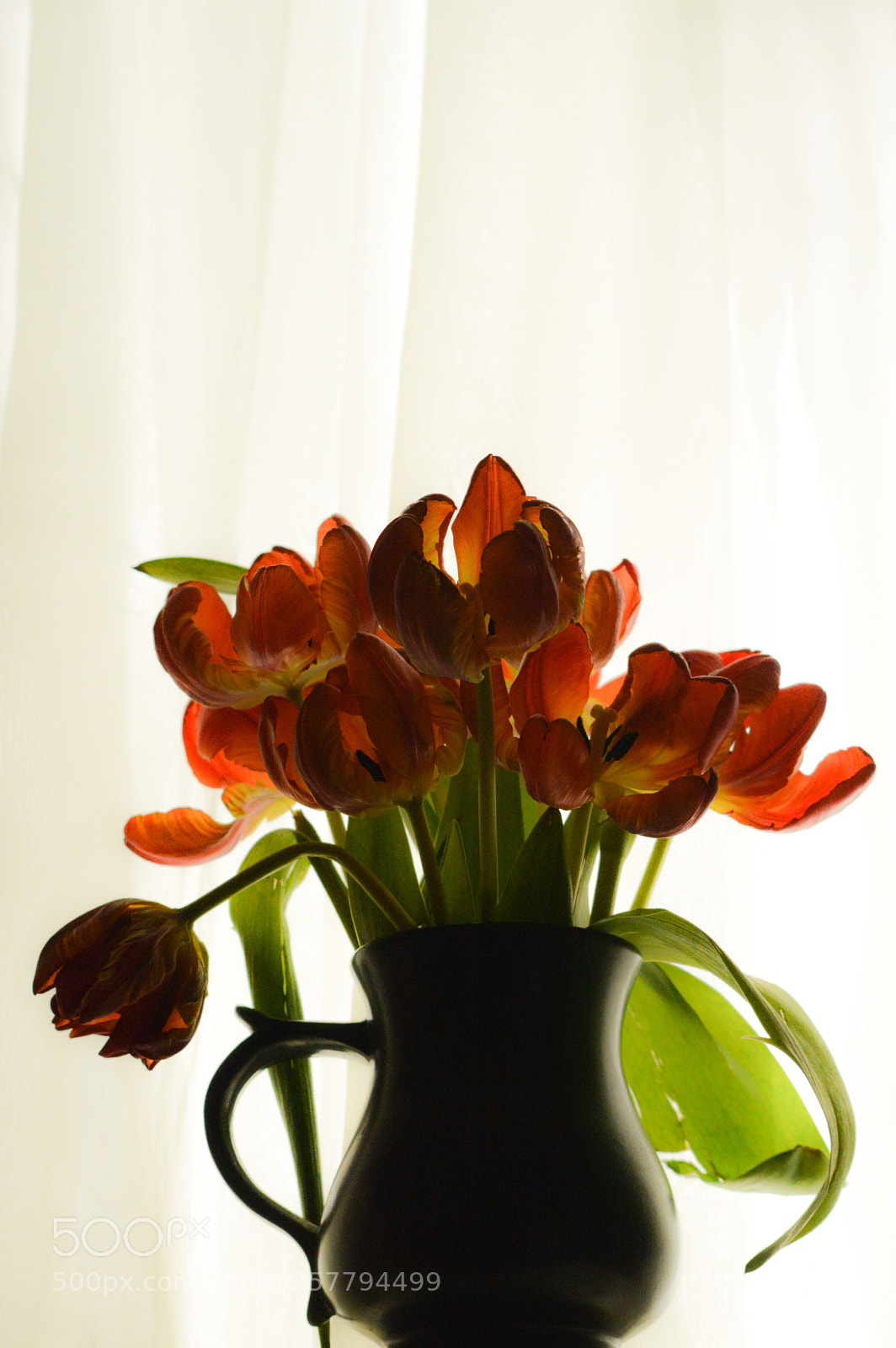 Nikon D3200 sample photo. Fading tulips photography