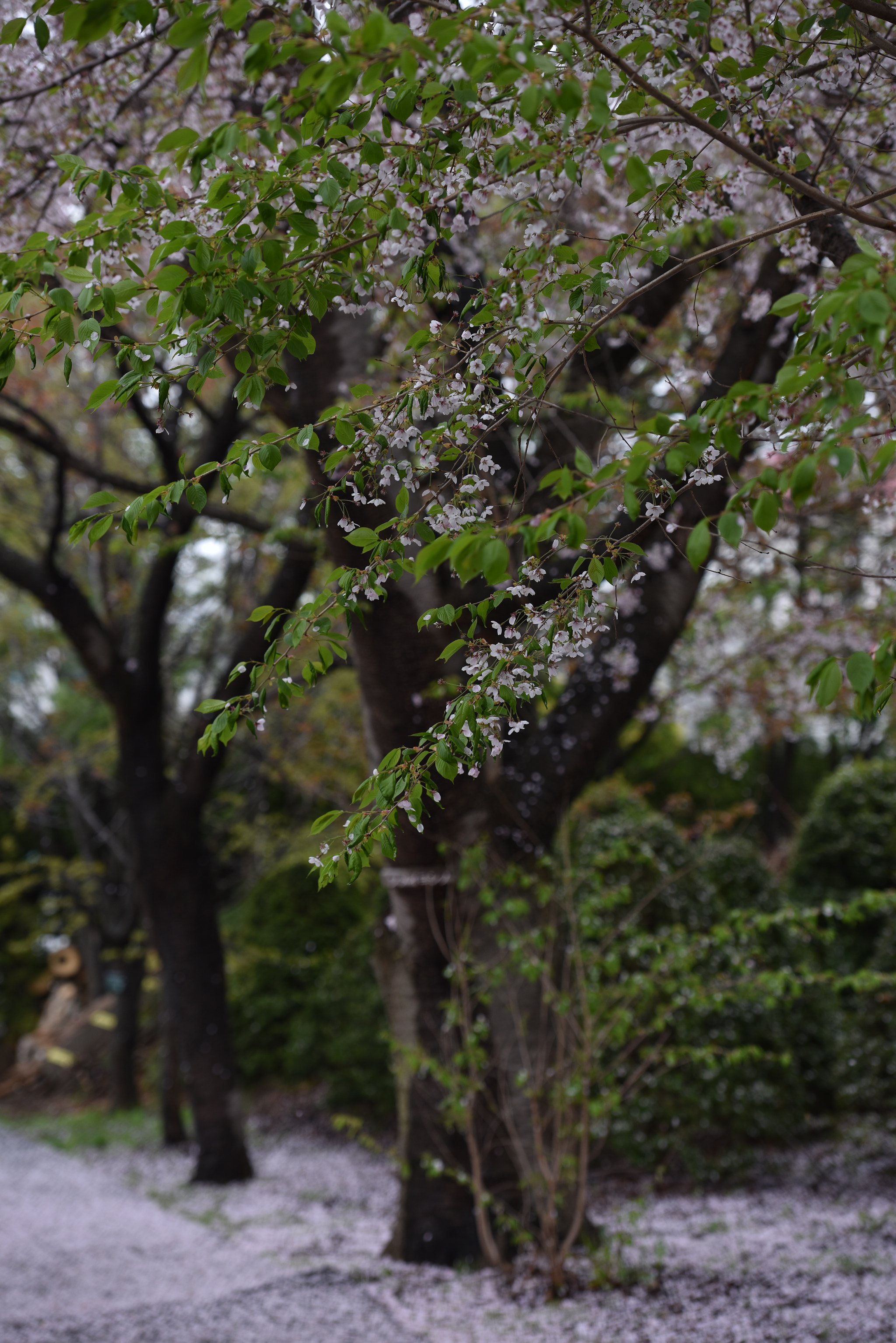 Nikon AF-S Nikkor 70-200mm F2.8G ED VR II sample photo. Out of bloom photography