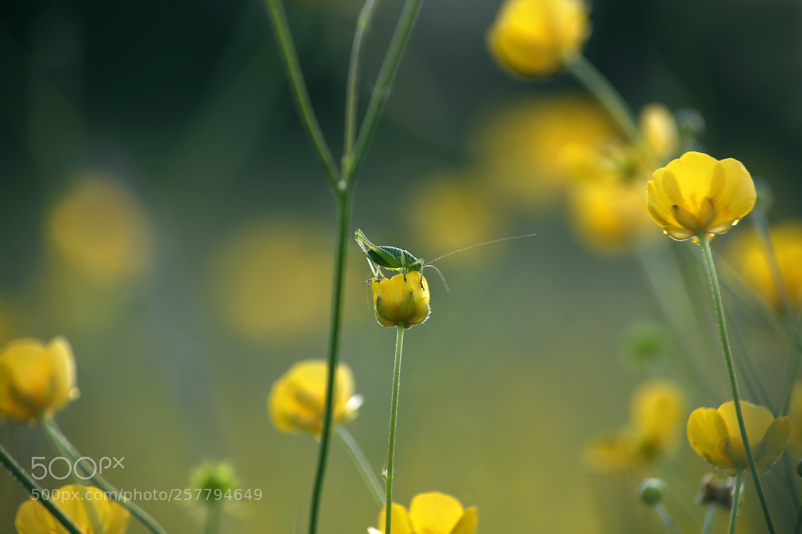 Canon EOS 5D sample photo. Grasshopper on a yellow photography