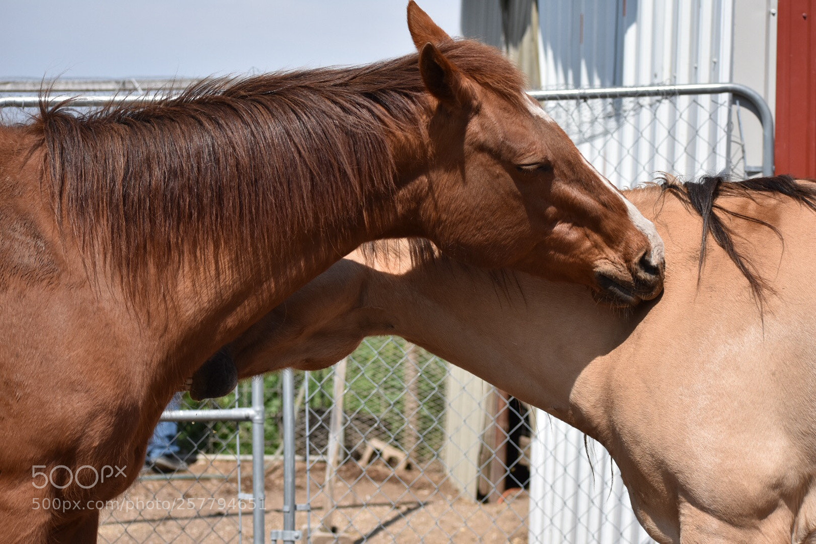 Nikon D3400 sample photo. Smells like love photography