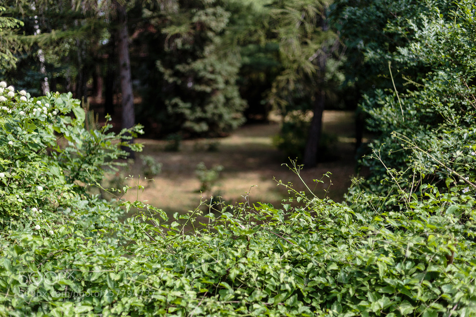 Canon EOS 6D sample photo. Green photography