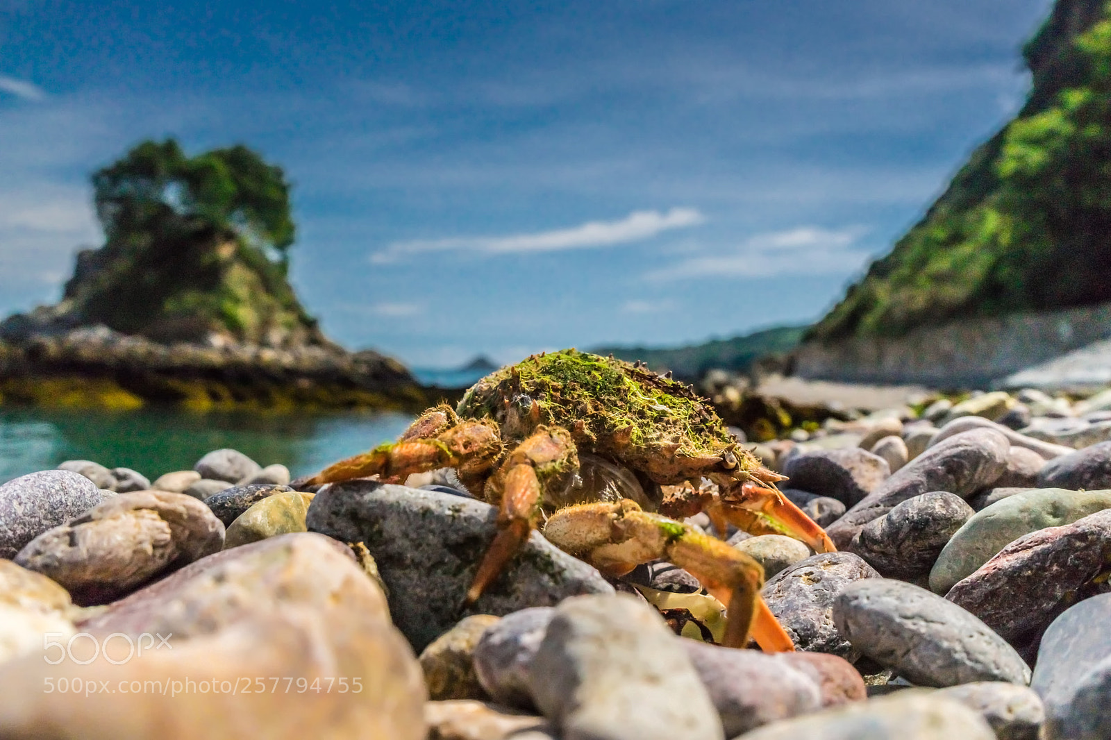 Sony a7 sample photo. Crab watch photography