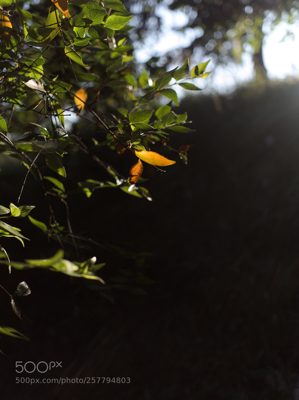 Panasonic Lumix DC-GH5 sample photo. Le printemps dans les photography