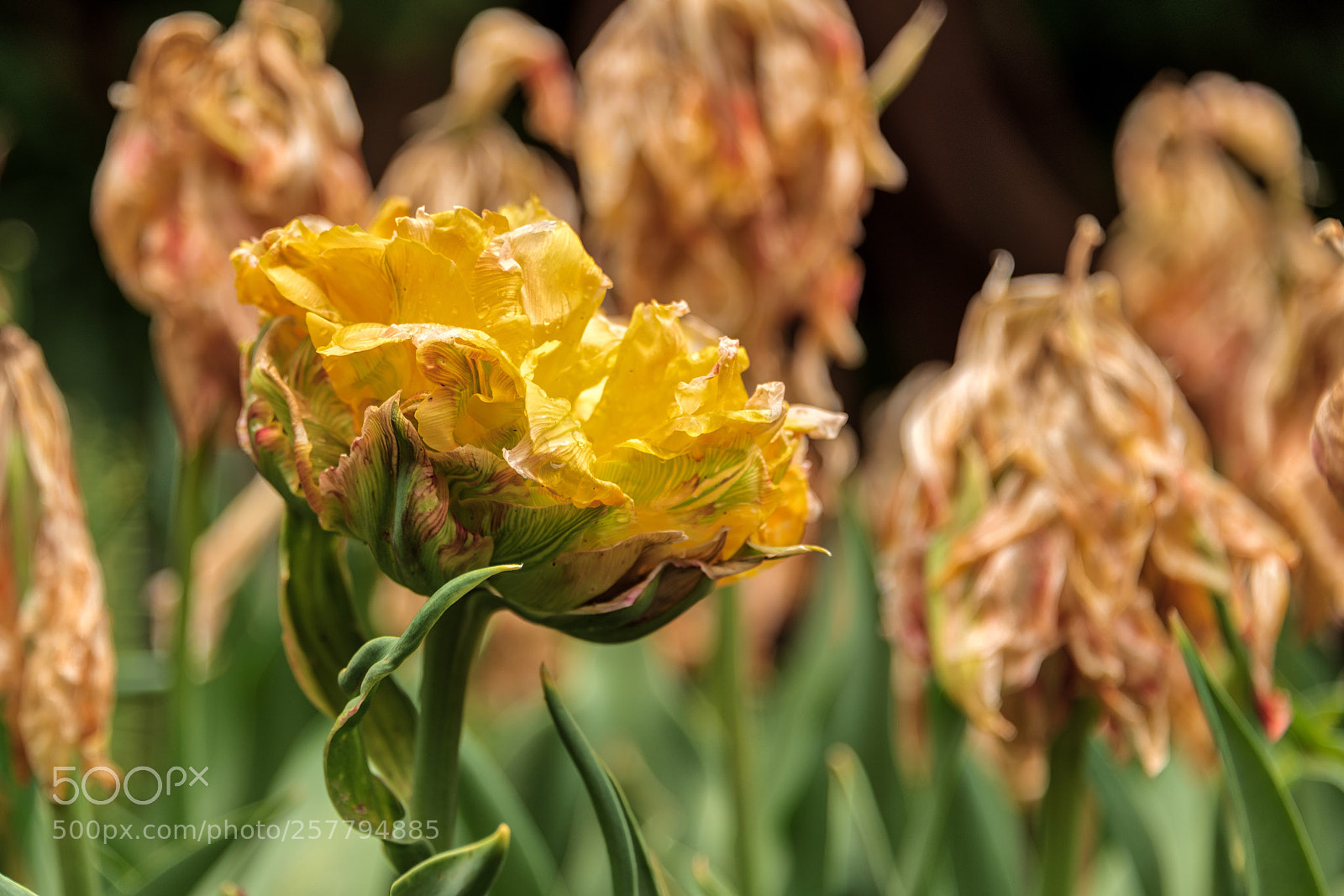 Nikon D750 sample photo. Last one standing photography