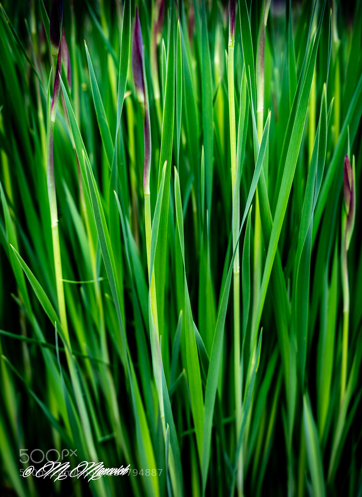 Sony a7R II sample photo. Grass photography