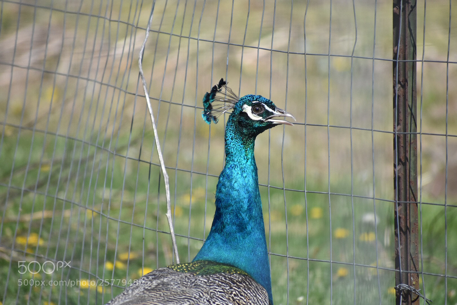 Nikon D3400 sample photo. What the peacock? photography