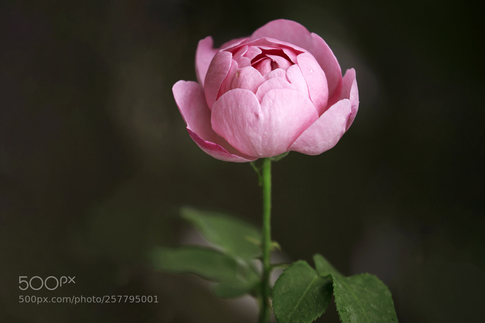 Sony a7R III sample photo. Rose photography