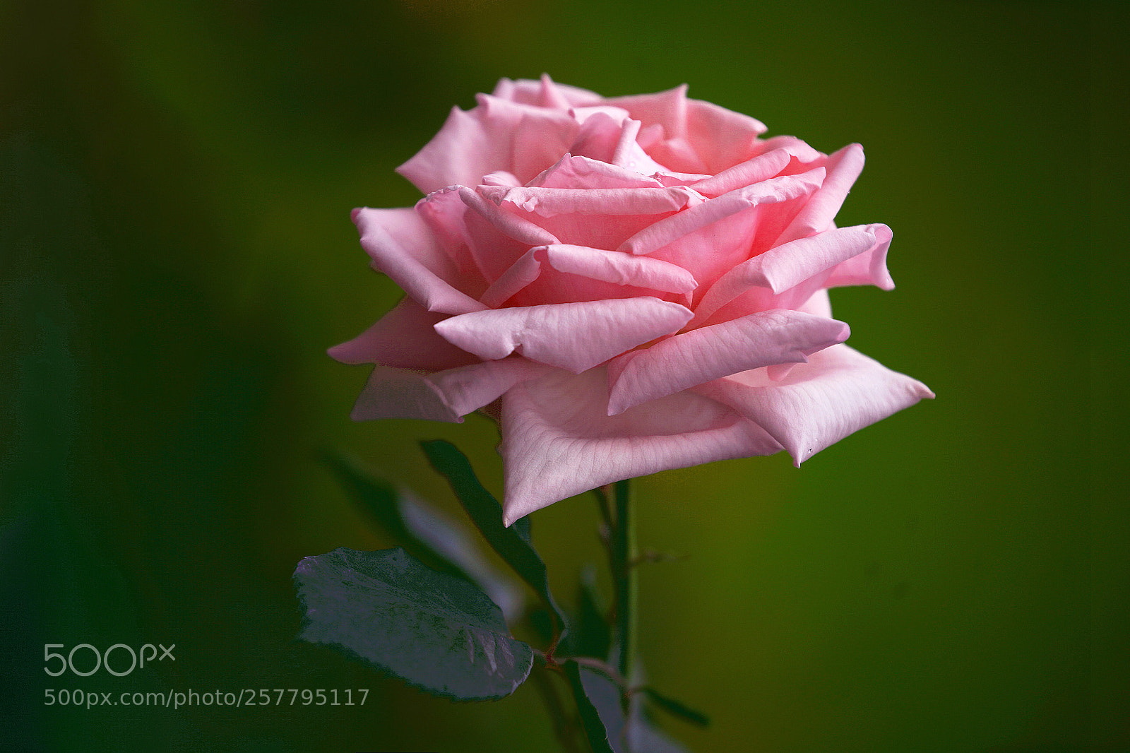 Sony a7R III sample photo. Rose photography