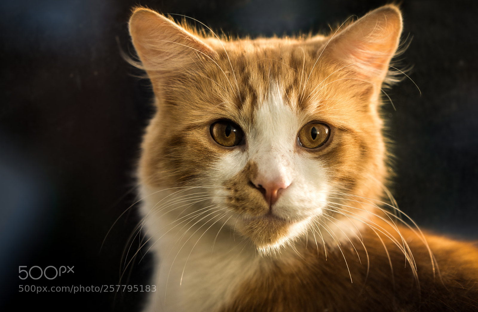 Nikon D7200 sample photo. Kitty portrait photography