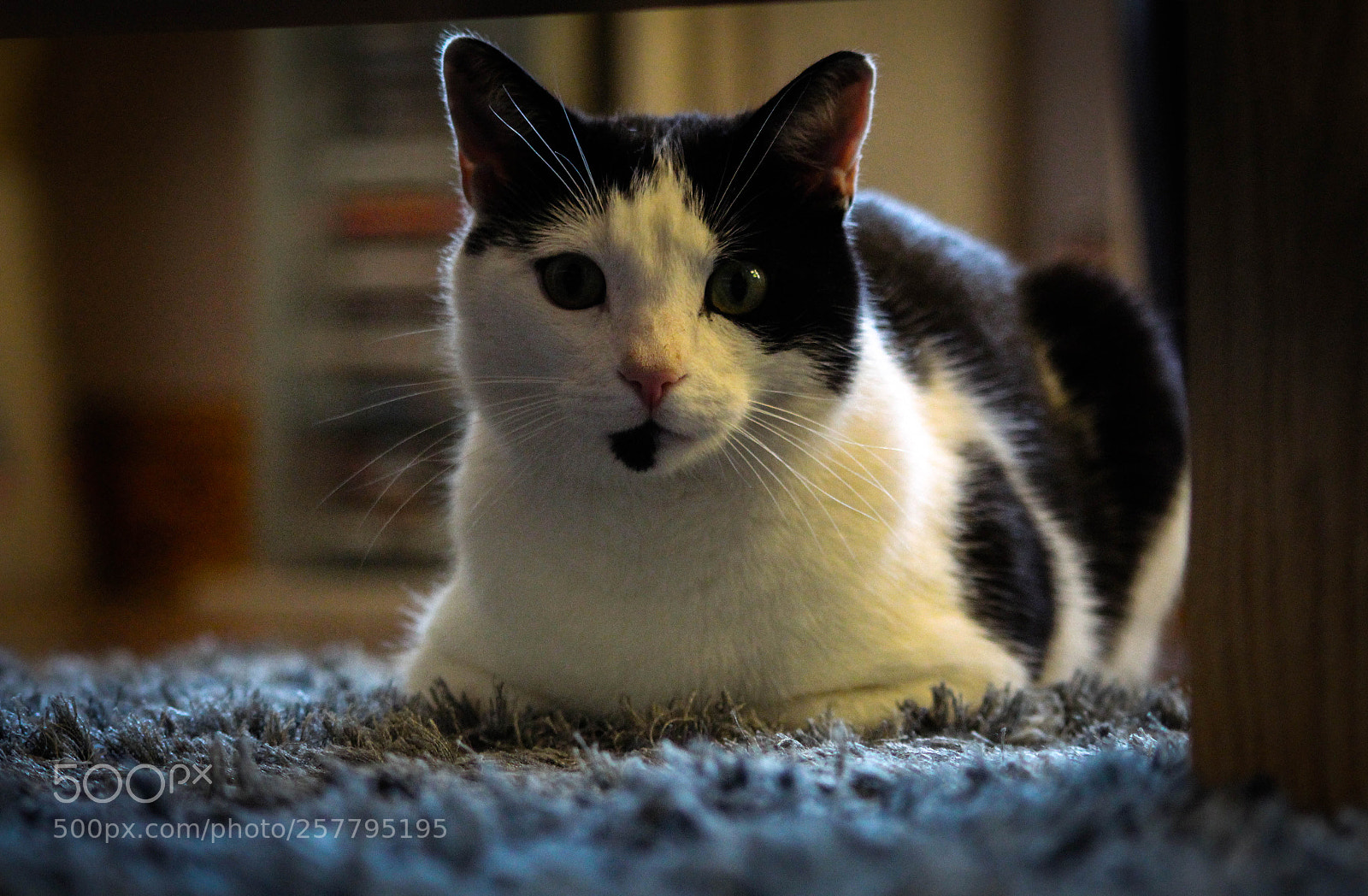 Canon EOS 700D (EOS Rebel T5i / EOS Kiss X7i) sample photo. Toby photography