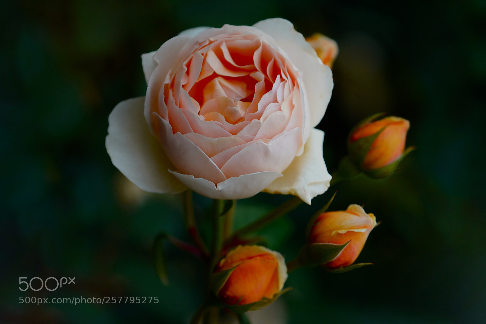 Sony a7R III sample photo. Rose photography