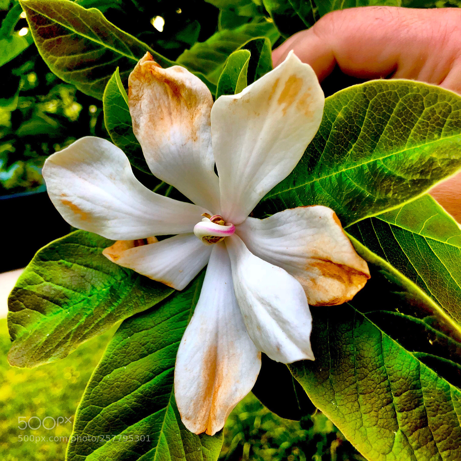 Apple iPhone X sample photo. Untitled photography