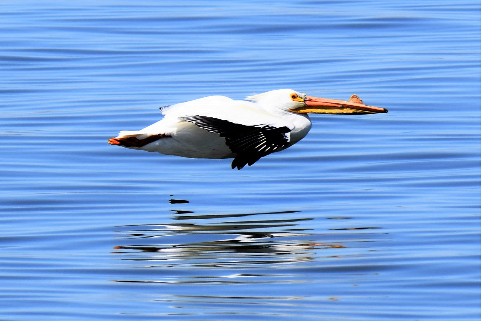 Nikon D3300 sample photo. Fly'n low *;) photography