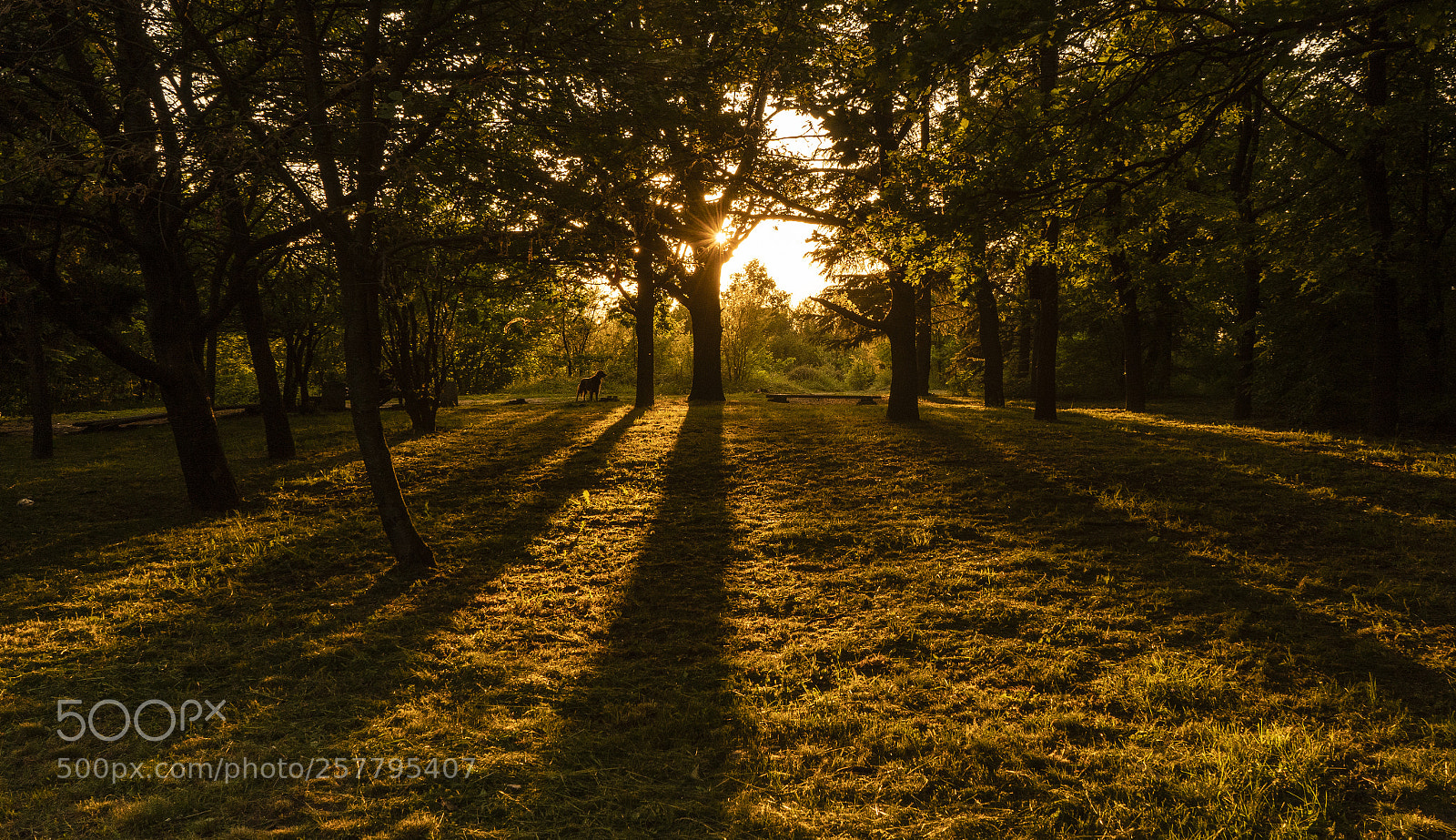 Sony a7 III sample photo. Sunset photography