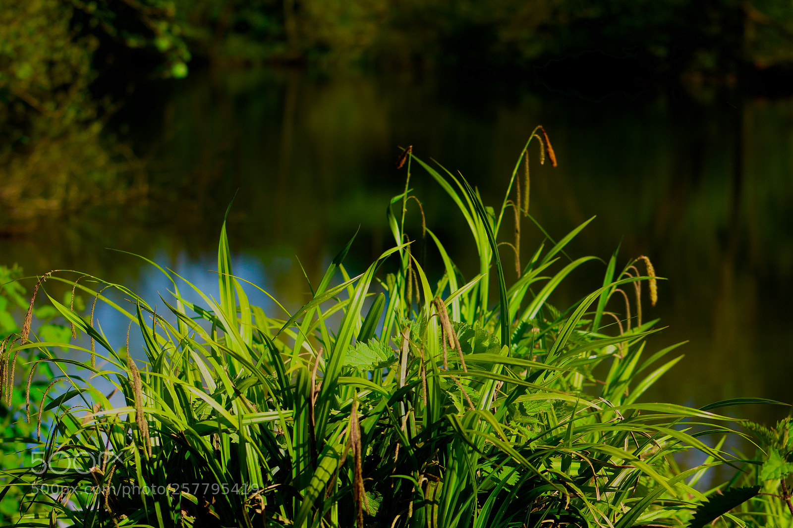 Canon EOS 1300D (EOS Rebel T6 / EOS Kiss X80) sample photo. Just grass~ photography