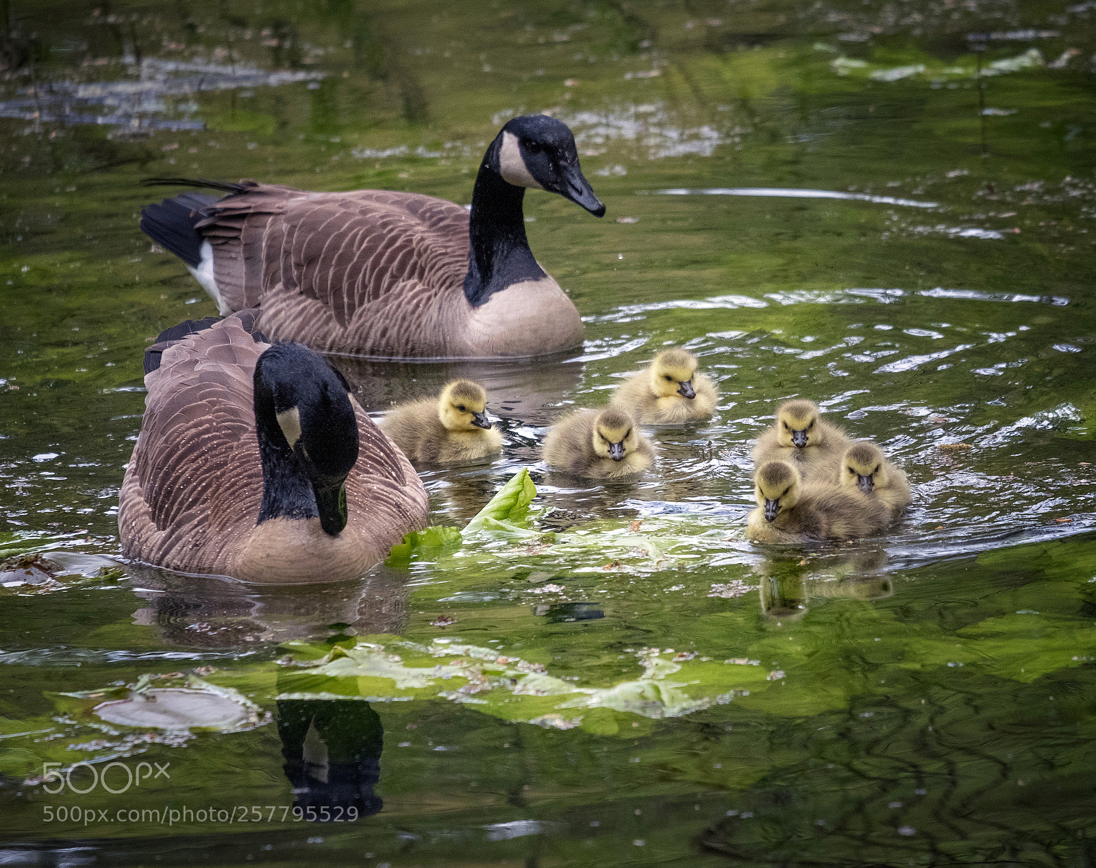Fujifilm X-T2 sample photo. Family outing photography