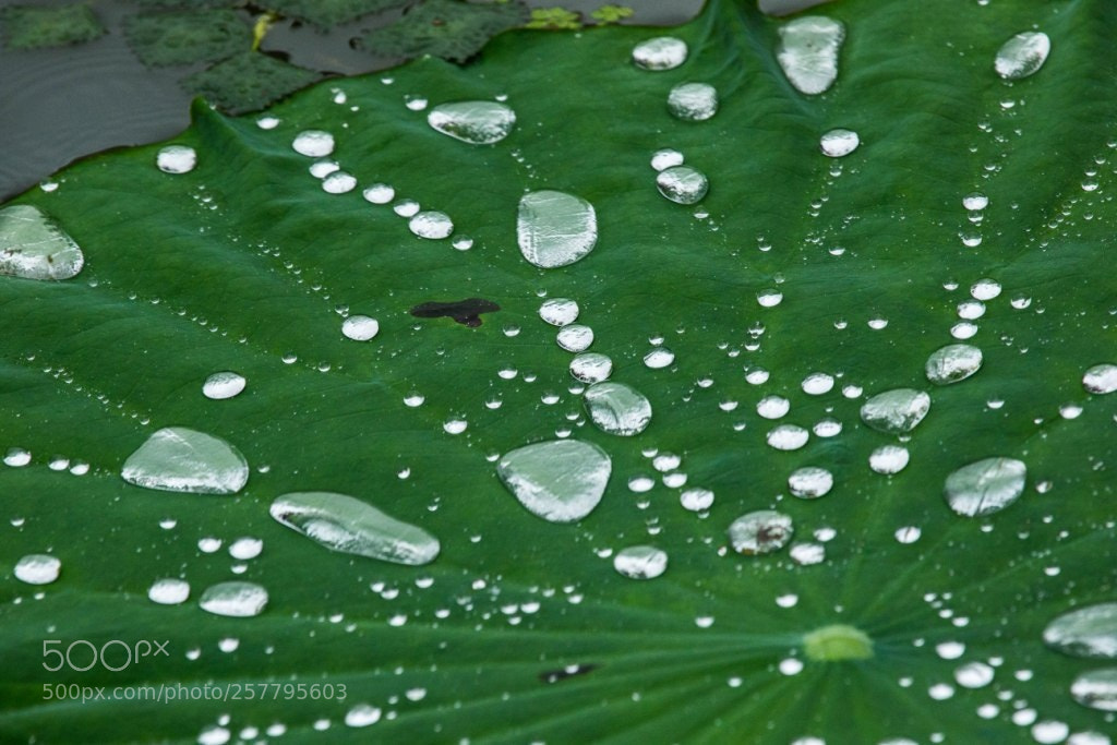 Canon EOS-1D X sample photo. Untitled photography