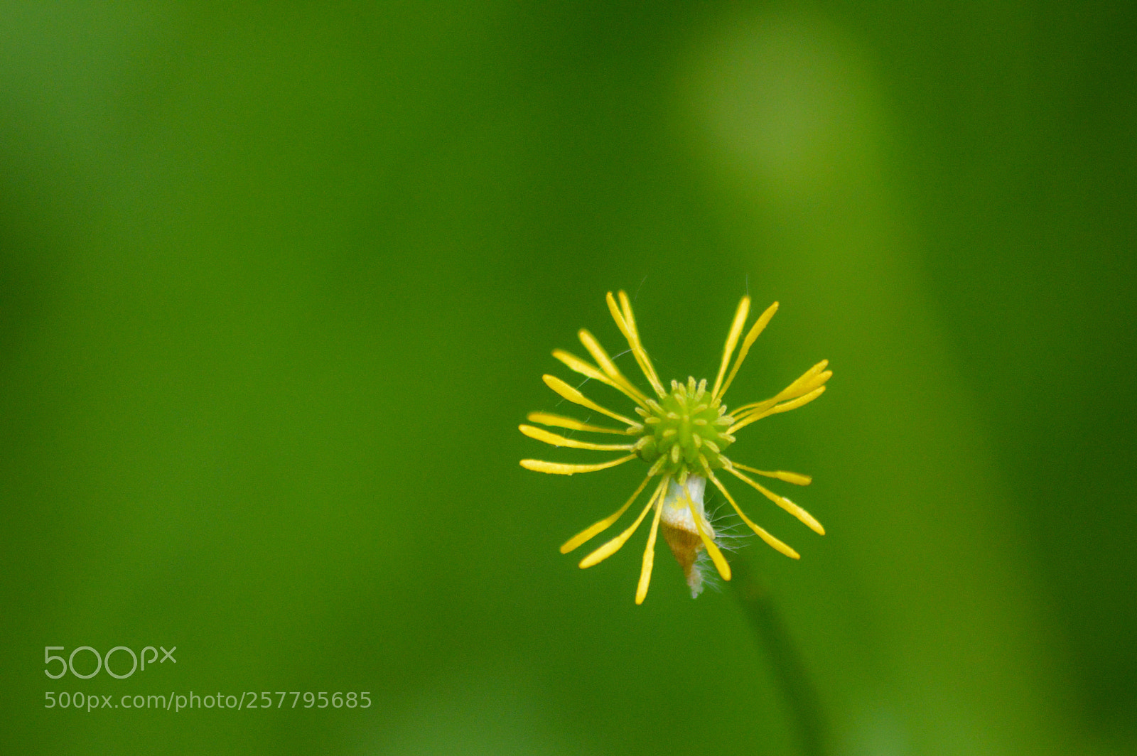 Nikon D3200 sample photo. Spent buttercup photography