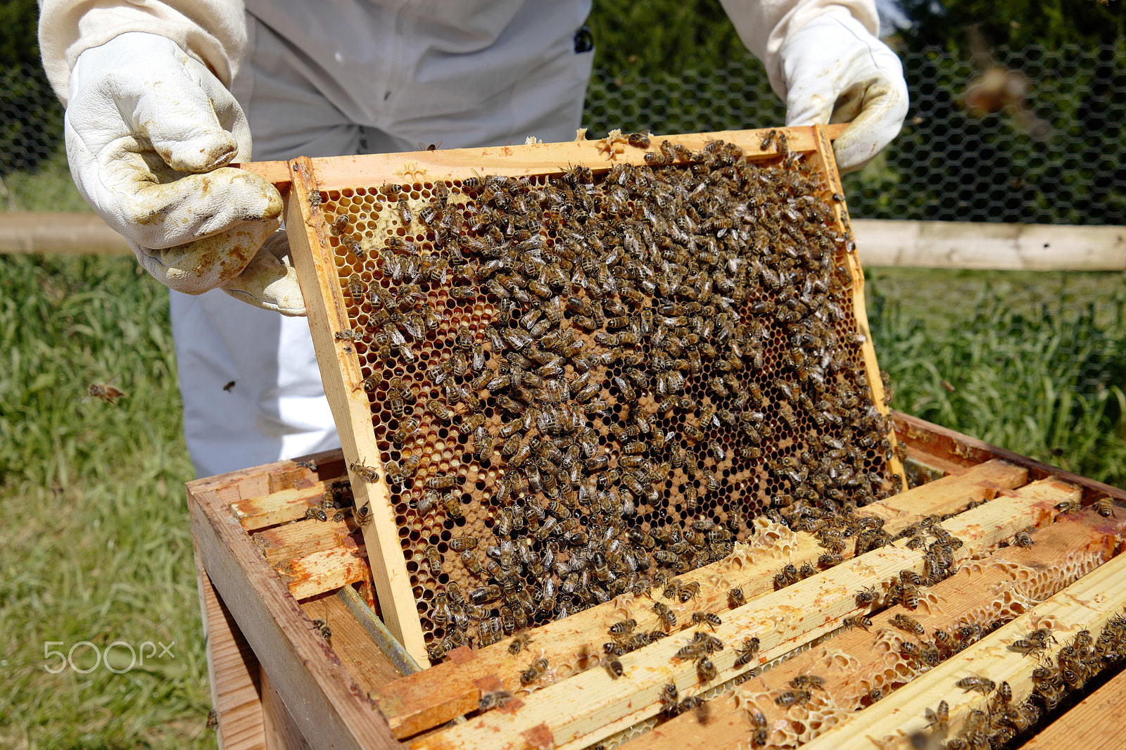 Leica CL sample photo. Beehive inspection photography