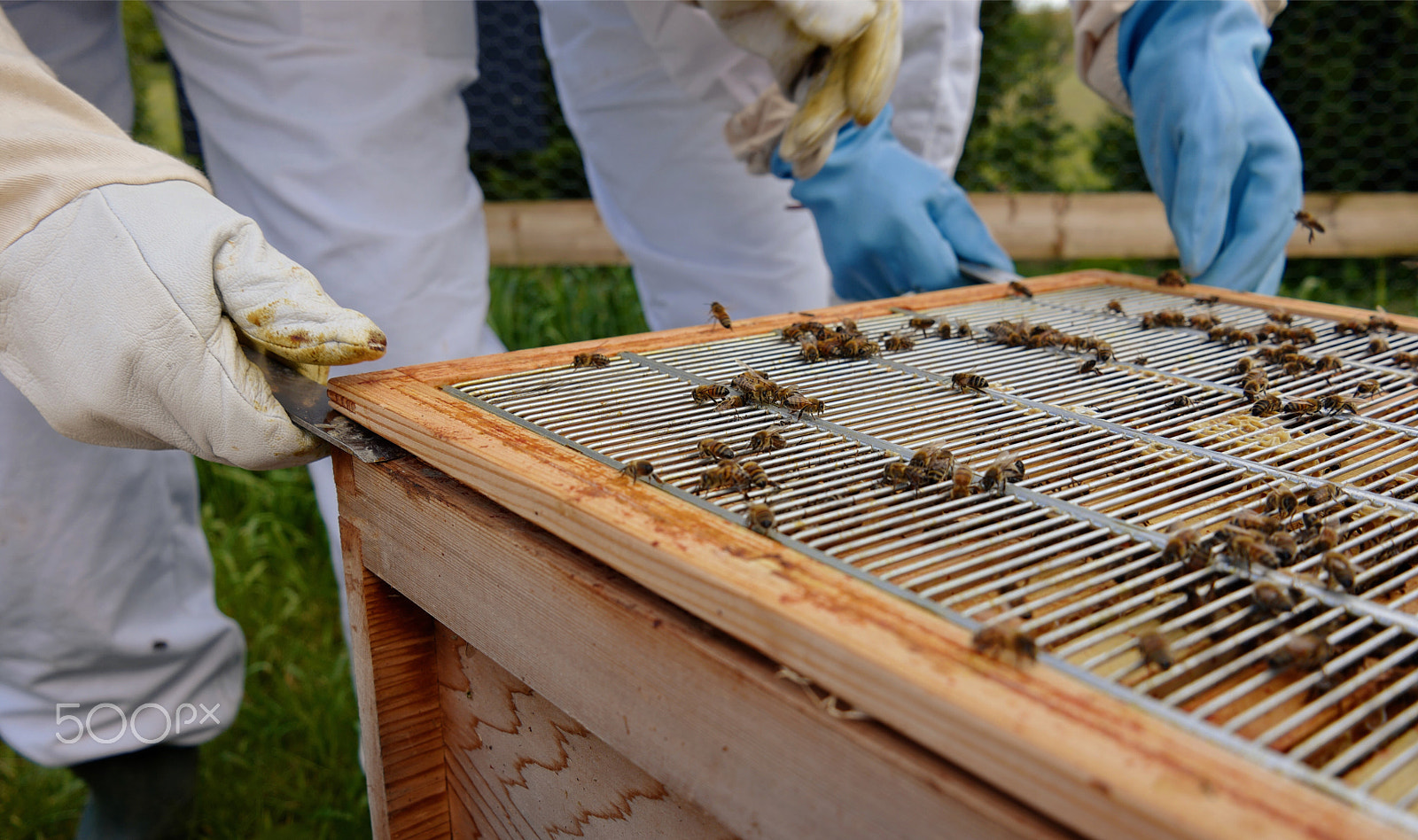 Leica CL sample photo. Beehive inspection photography
