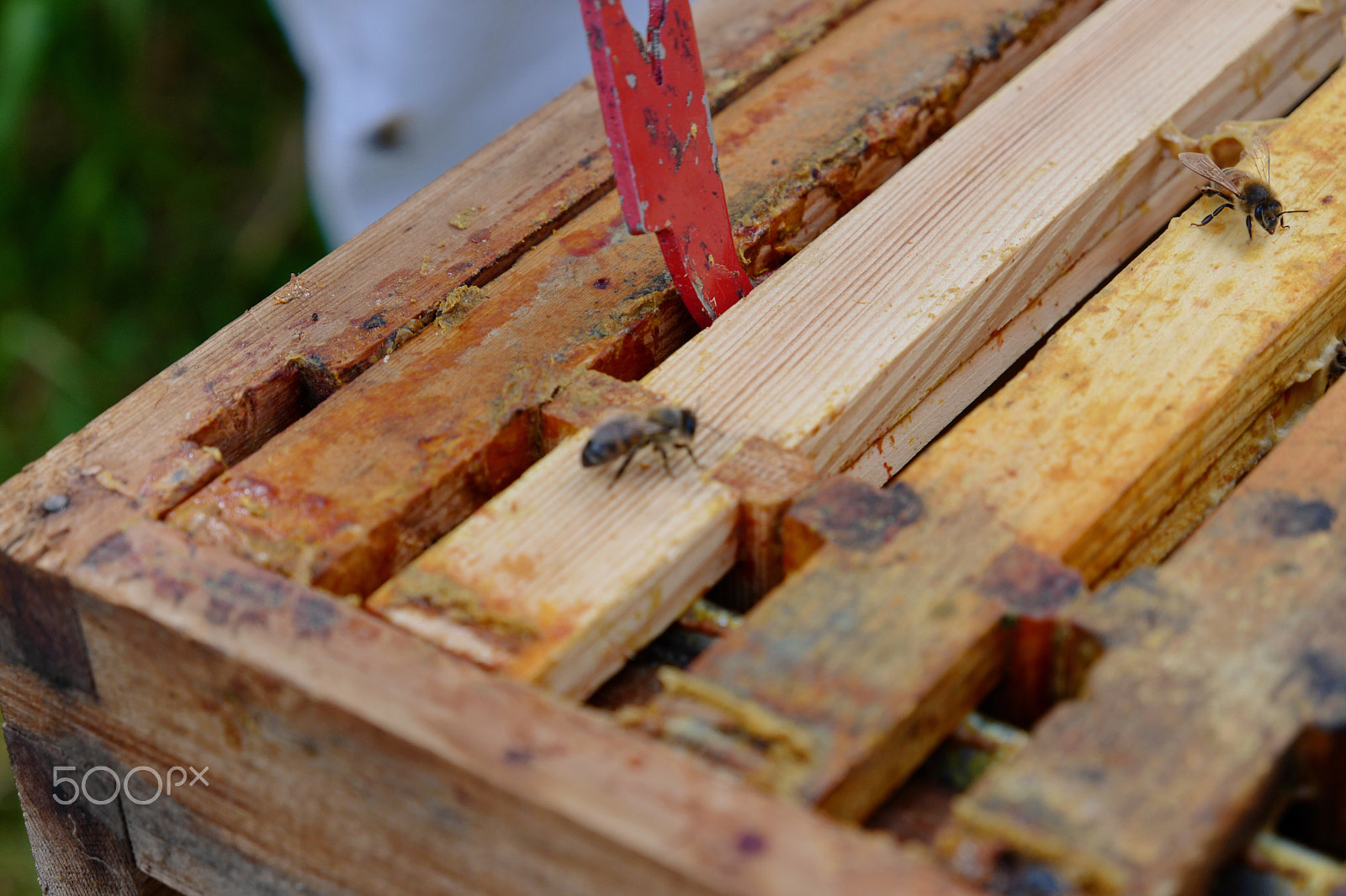 Leica CL sample photo. Beehive inspection photography