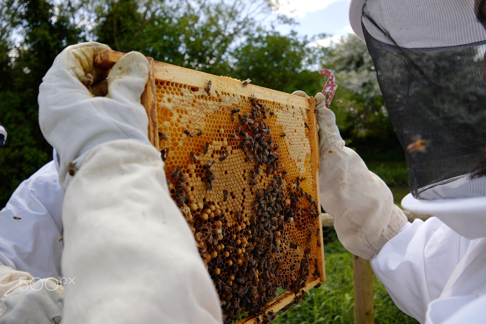 Leica CL sample photo. Beehive inspection photography
