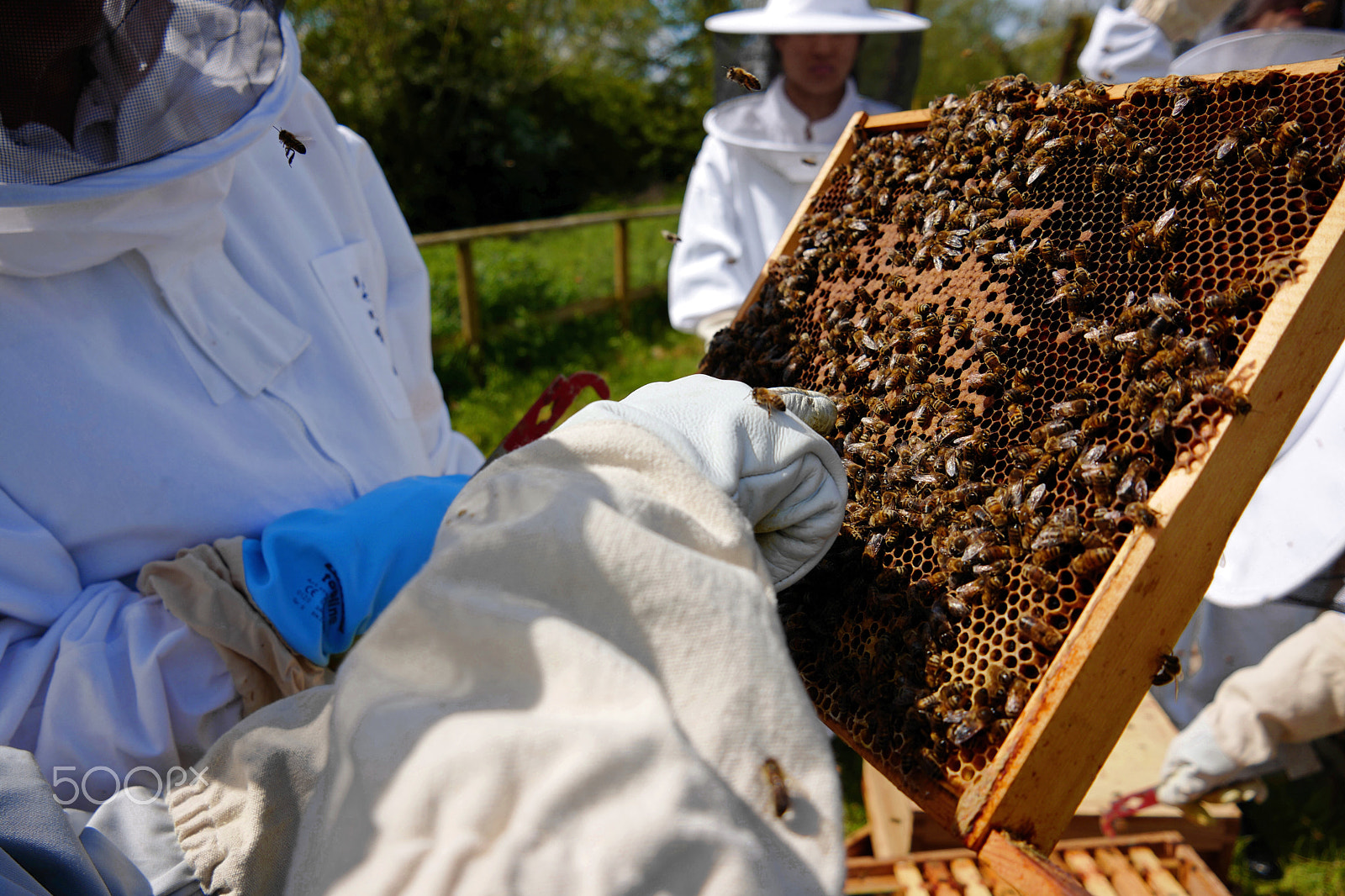 Leica CL sample photo. Beehive inspection photography