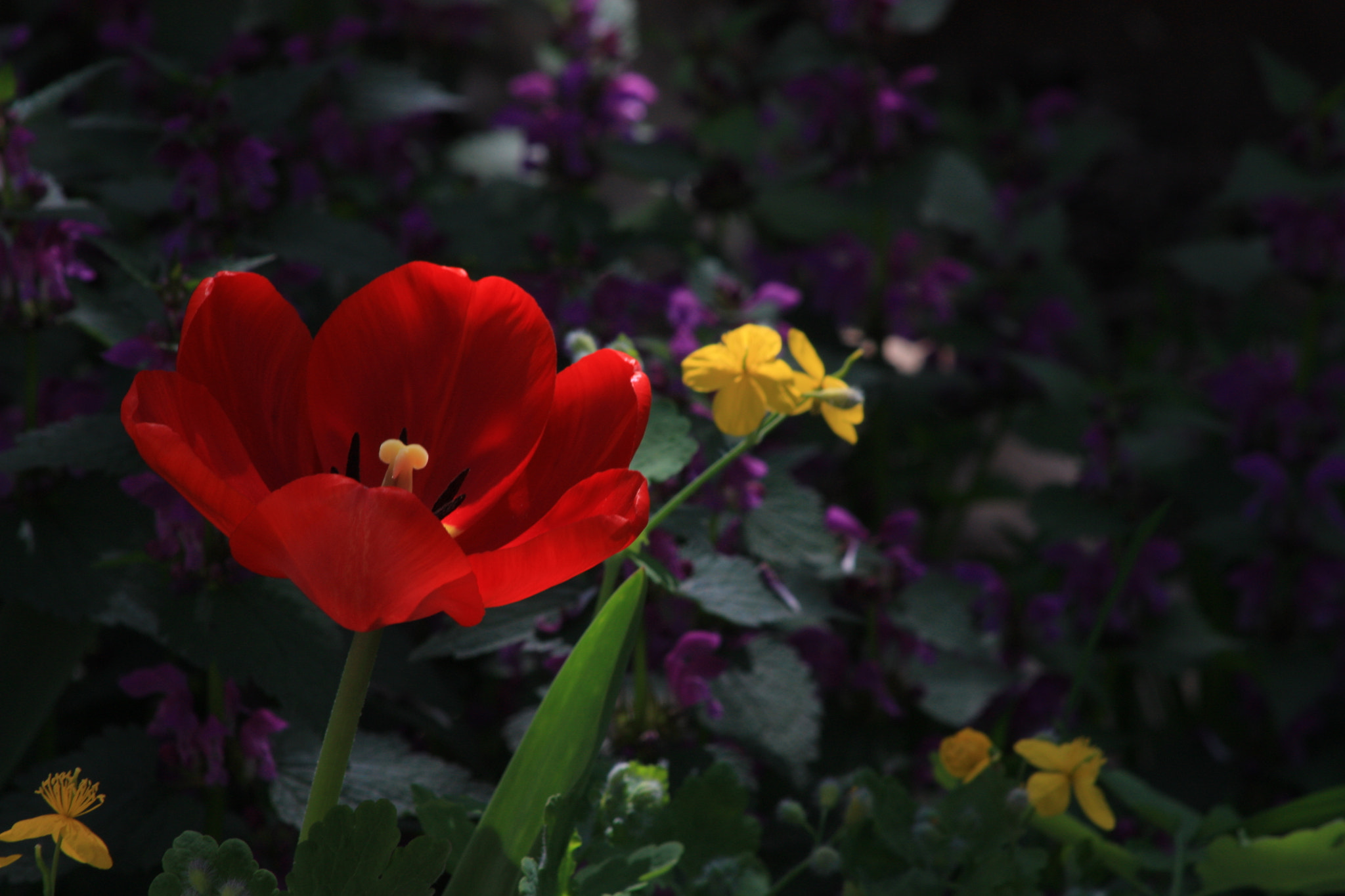 Canon EF 75-300mm f/4-5.6 USM sample photo. Тульпан photography
