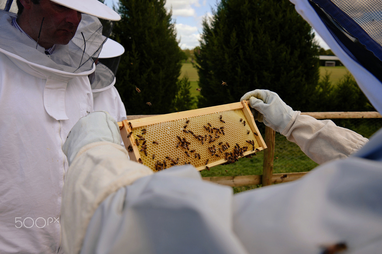 Leica CL sample photo. Beehive inspection photography