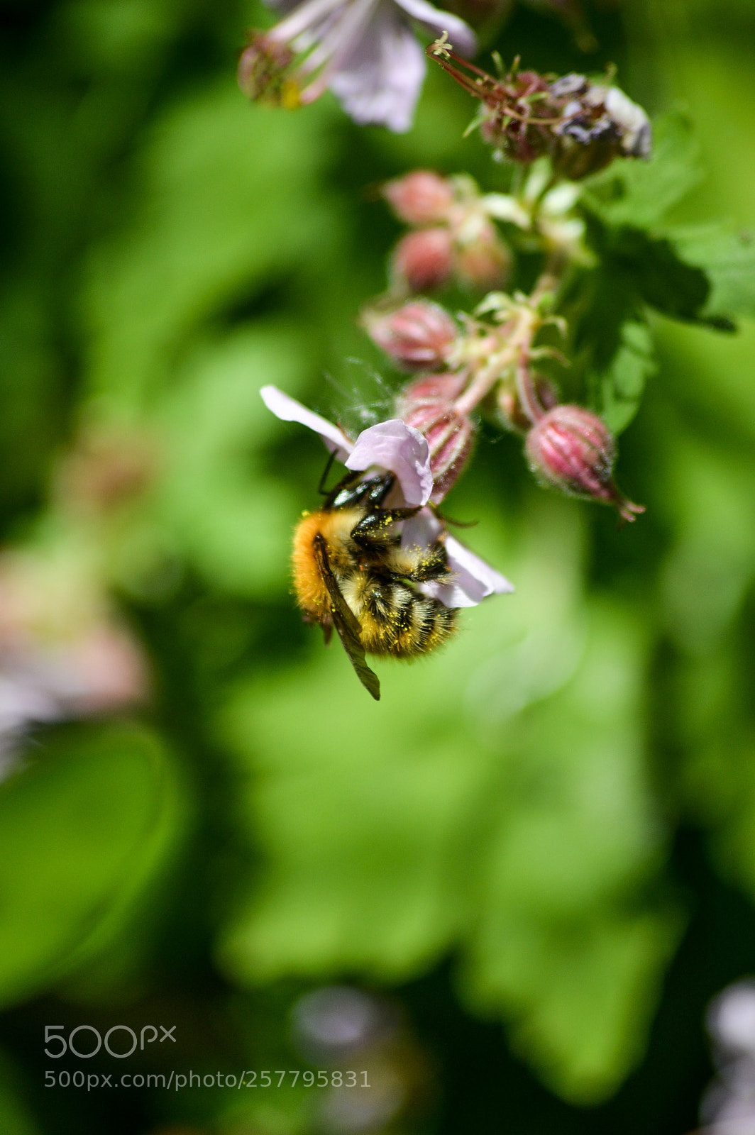 Nikon D3200 sample photo. Bumble bee on geranium photography