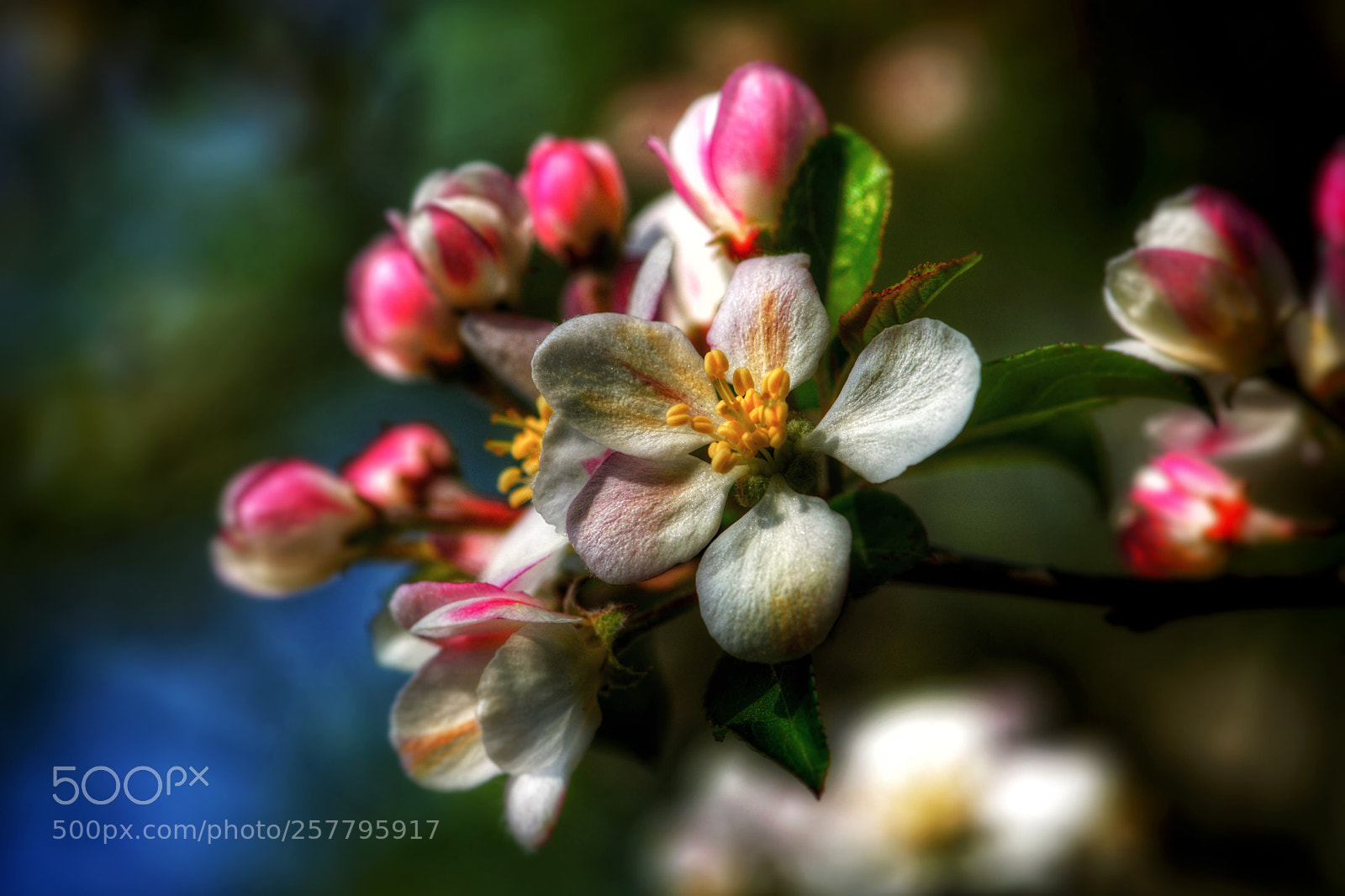 Nikon D7200 sample photo. Fruit tree photography