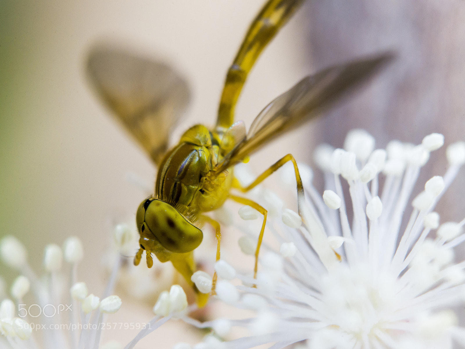 Nikon D610 sample photo. Vespa photography