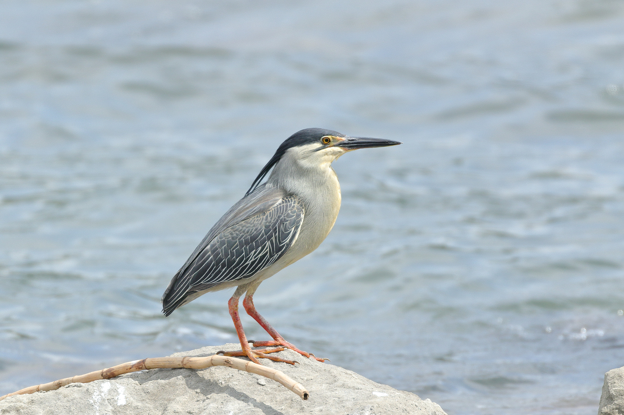 Canon EOS 7D Mark II sample photo. ササゴイ 7i2a0369 photography