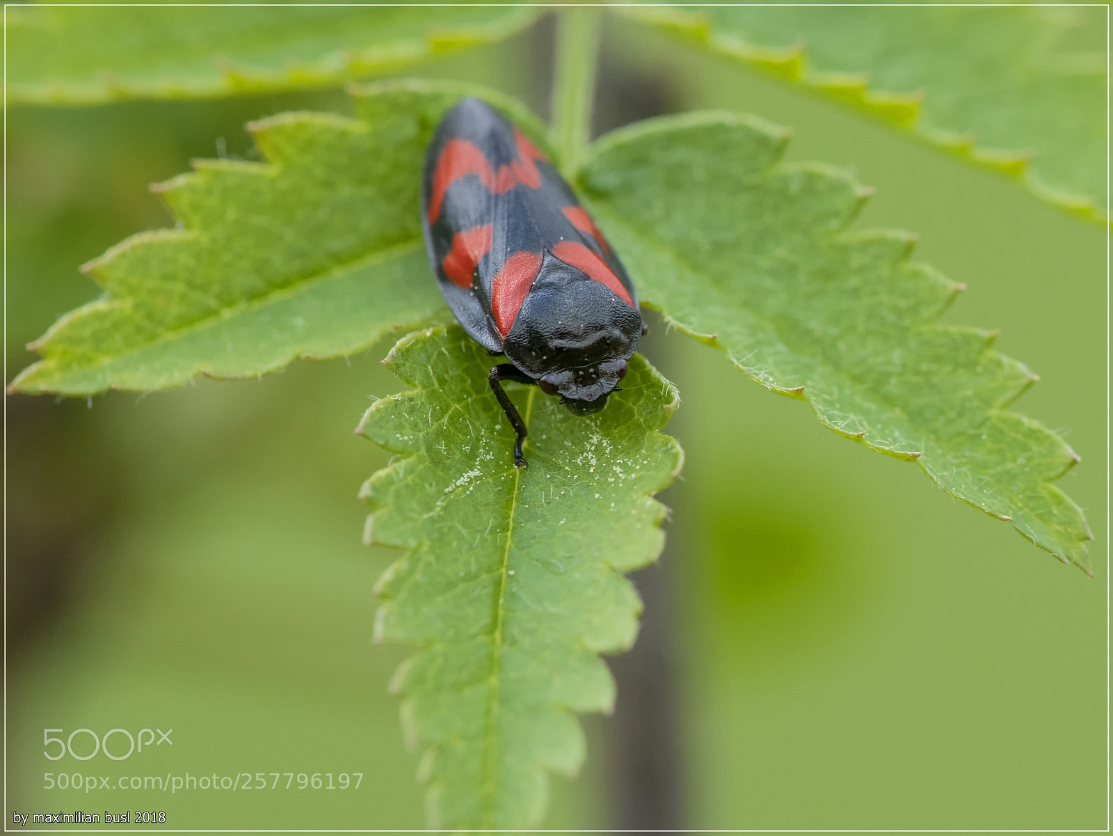 Nikon D850 sample photo. Cicada photography