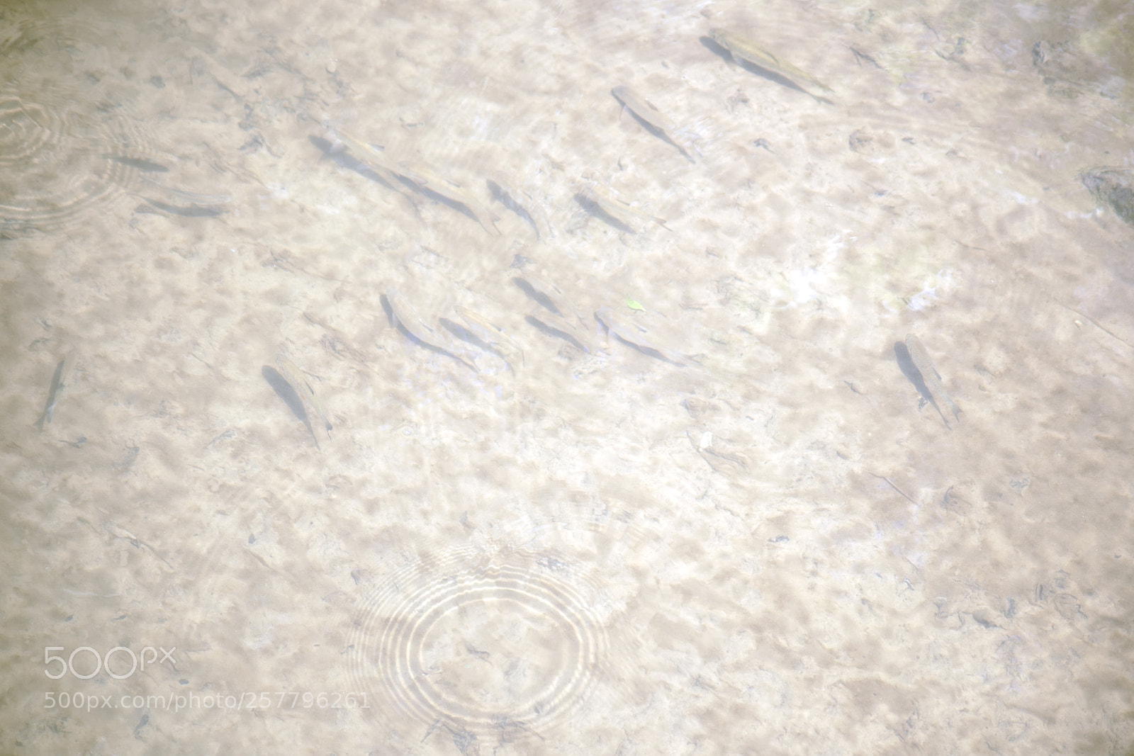 Sony a7 II sample photo. Young fish underwater photography