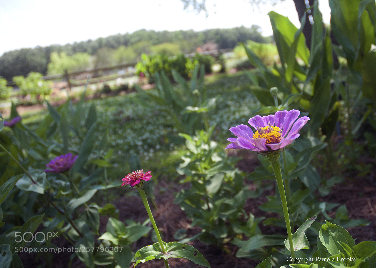 Nikon D90 sample photo. Colors of mother's day photography