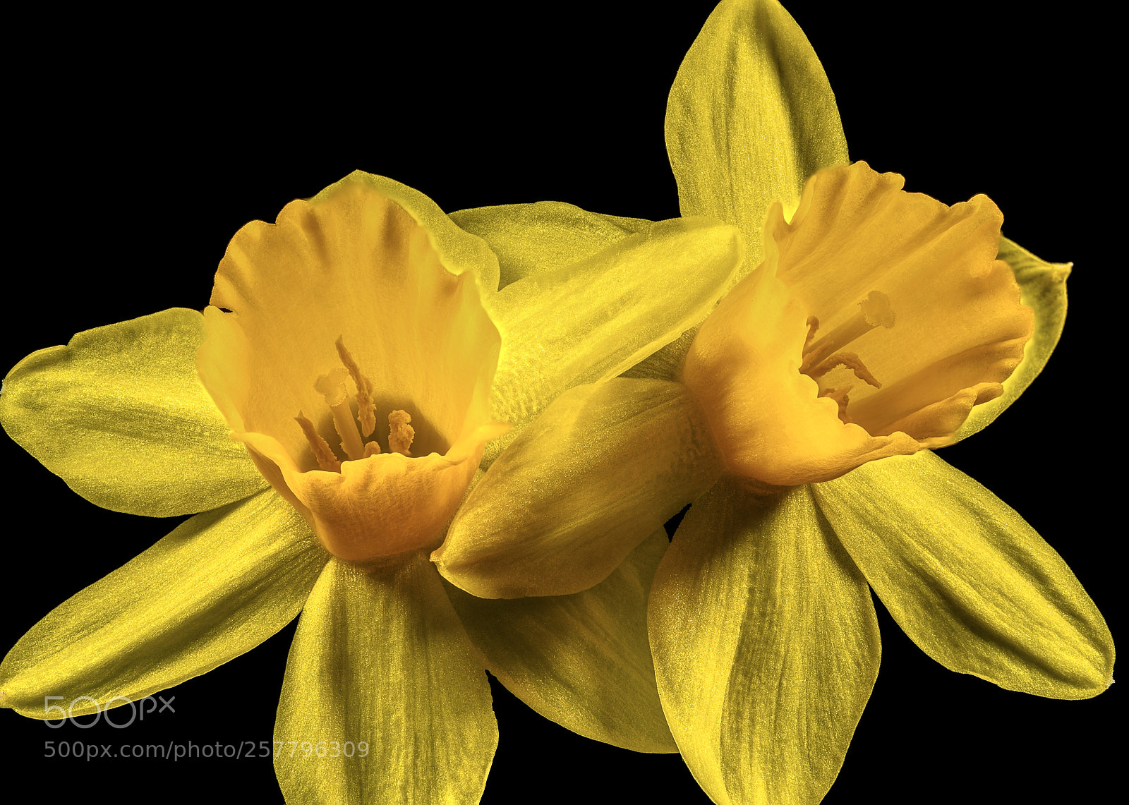 Sony a7R III sample photo. Daffodils photography