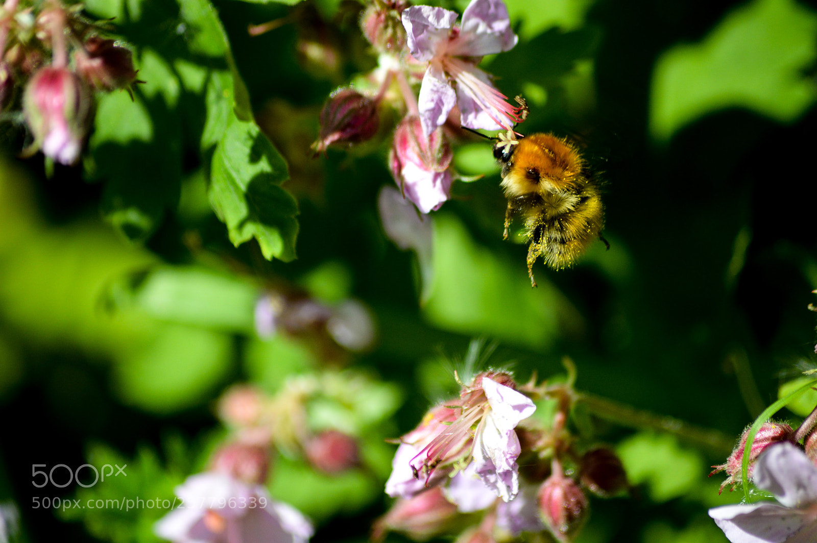 Nikon D3200 sample photo. Bumble bee on geranium photography