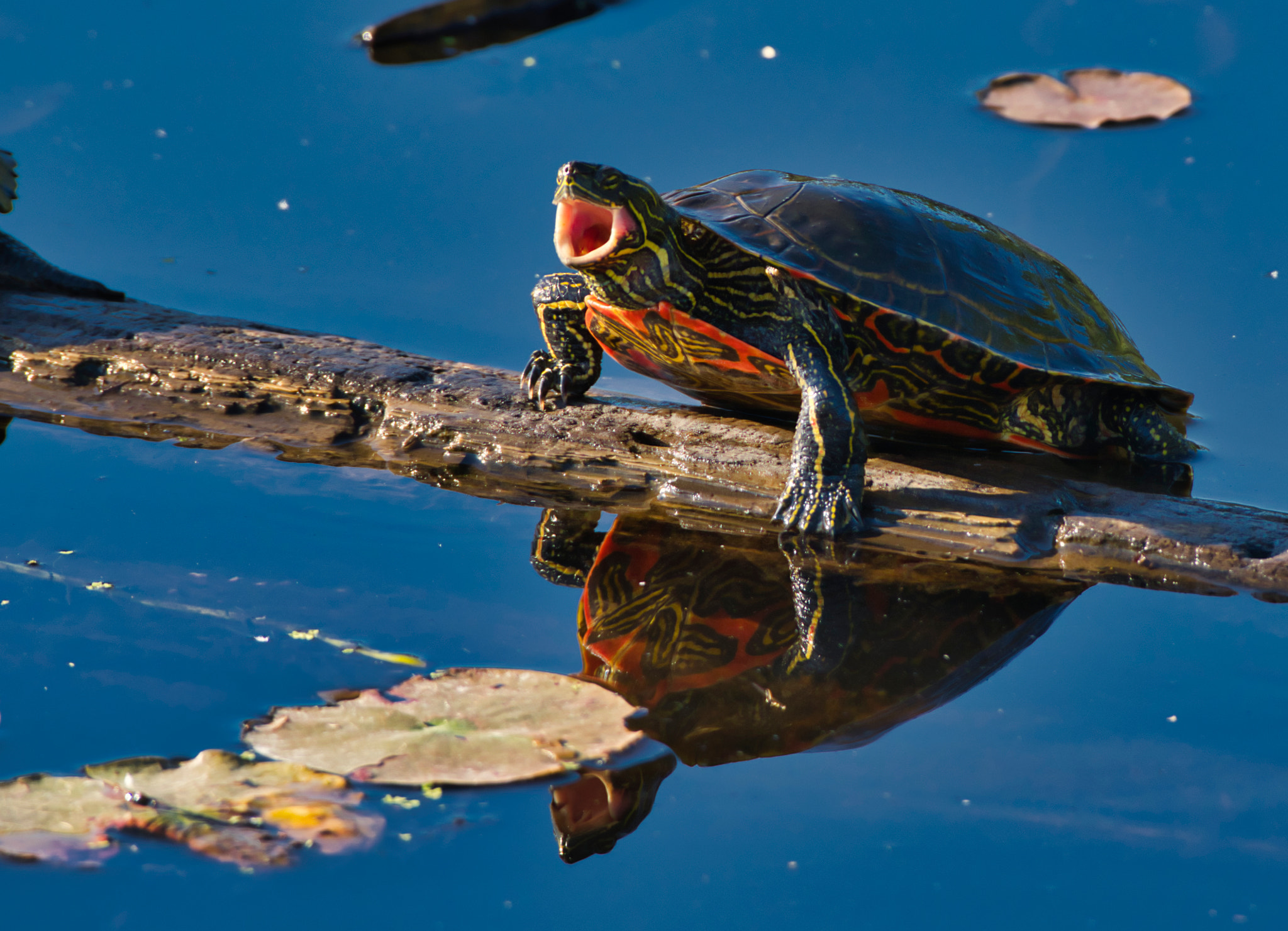 Nikon AF-S Nikkor 200-500mm F5.6E ED VR sample photo. Painted turtle photography