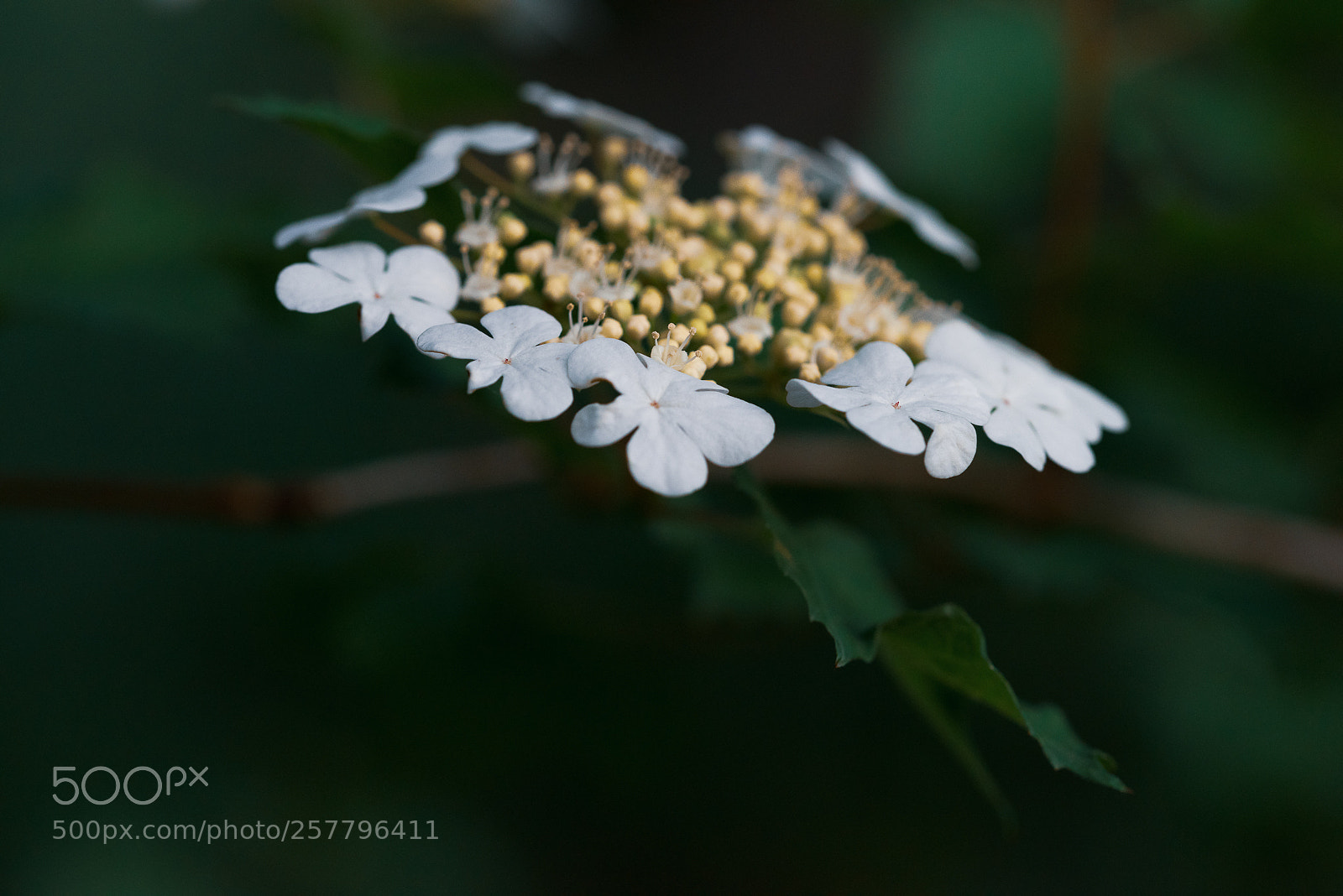Nikon D810 sample photo. Floraison photography