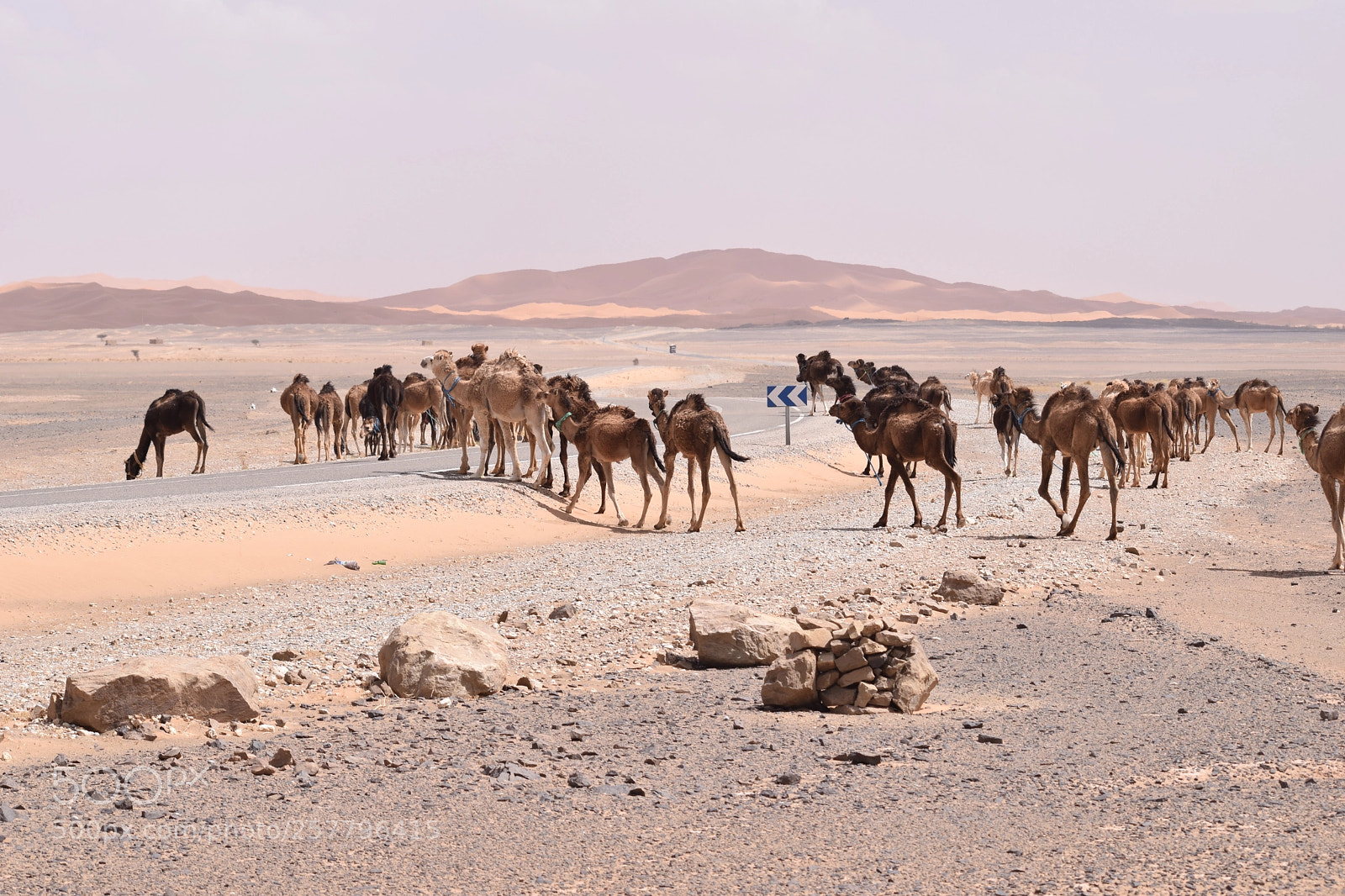 Nikon D3300 sample photo. Camel crossroads photography