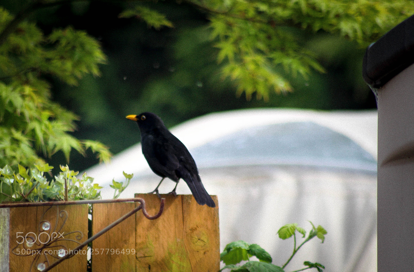 Canon EOS 700D (EOS Rebel T5i / EOS Kiss X7i) sample photo. Black bird photography