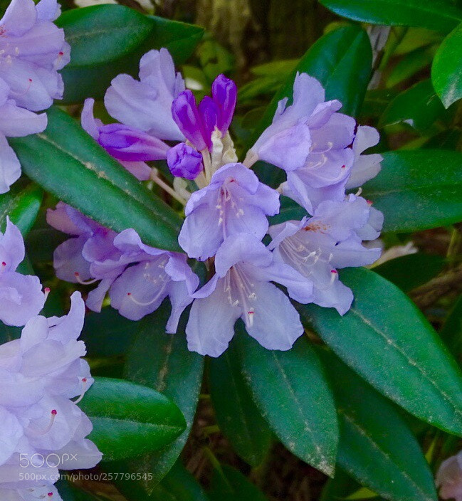 Sony Cyber-shot DSC-HX400V sample photo. Untitled photography