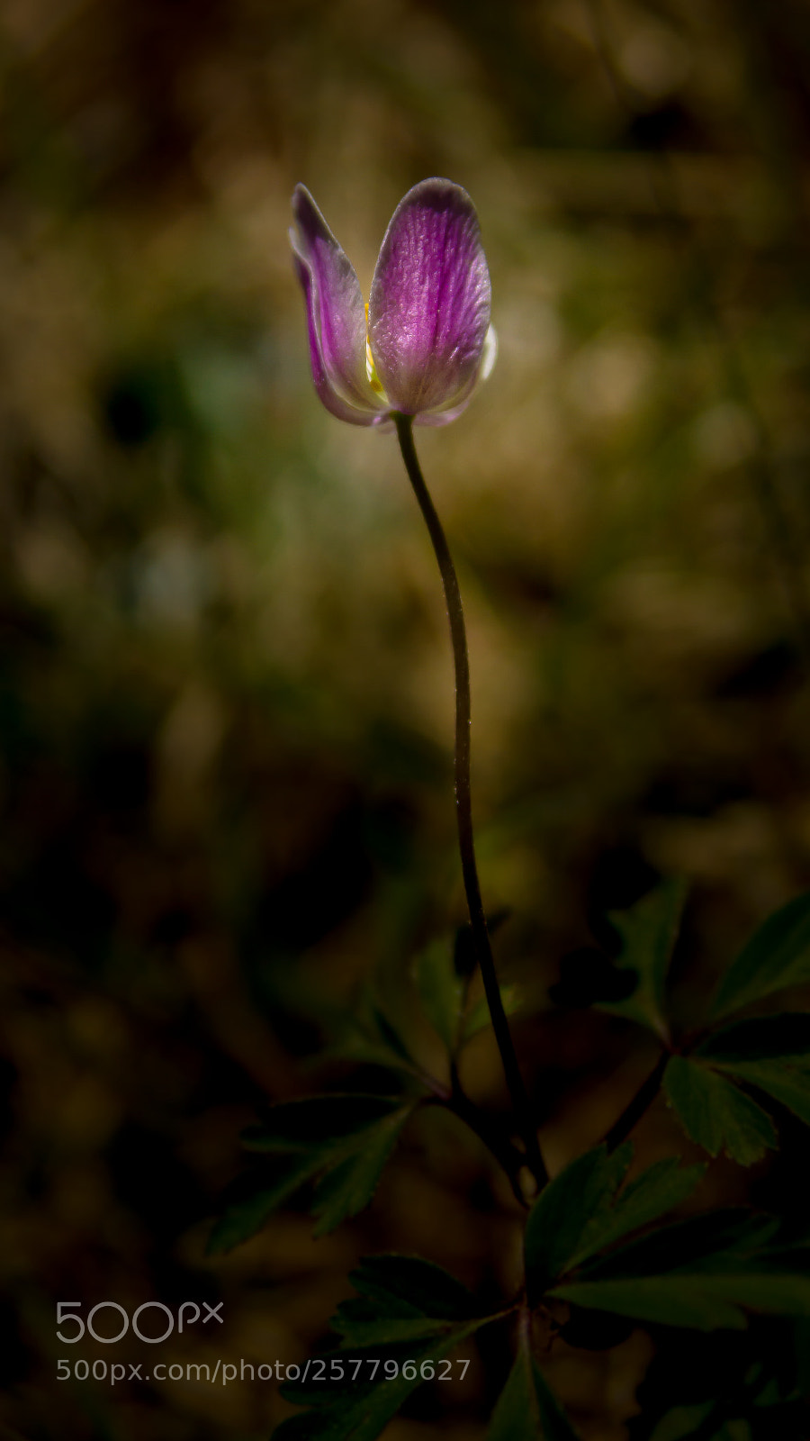 Sony SLT-A77 sample photo. ? photography