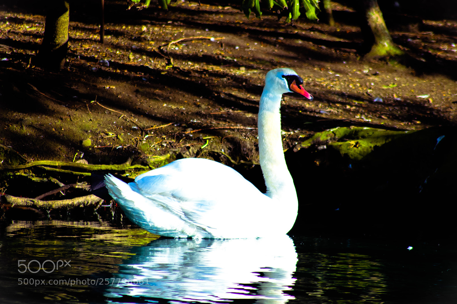Canon EOS 700D (EOS Rebel T5i / EOS Kiss X7i) sample photo. Swan photography