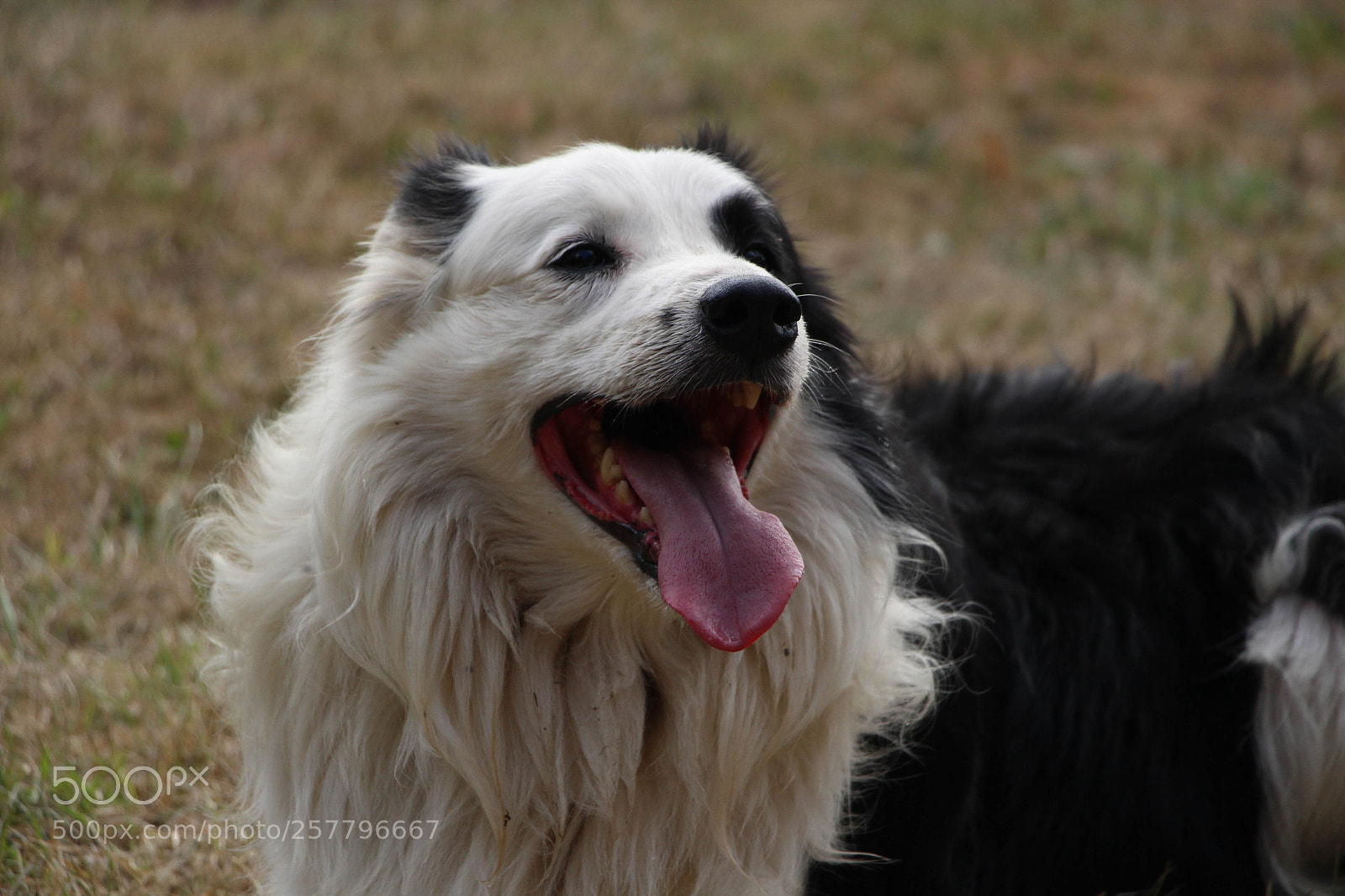 Canon EOS 700D (EOS Rebel T5i / EOS Kiss X7i) sample photo. Happy dog photography