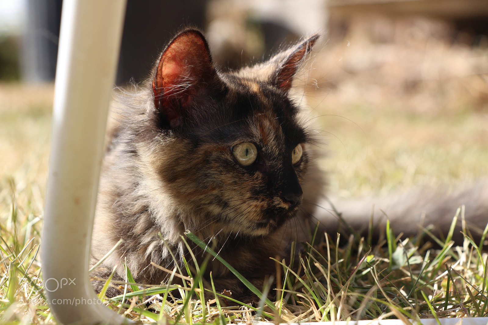 Canon EOS 700D (EOS Rebel T5i / EOS Kiss X7i) sample photo. Cat's look photography